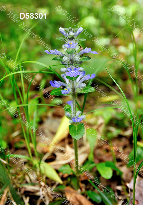 Creeping Bugleweed (Ajuga reptans)